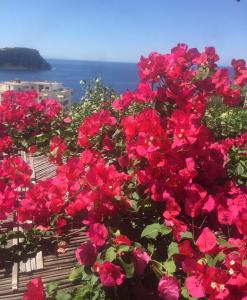 a bush of pink flowers with the ocean in the background at Stefanel View-Frederika in Himare