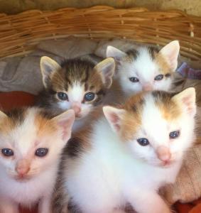 a group of kittens sitting in a basket at Stefanel View-Frederika in Himare