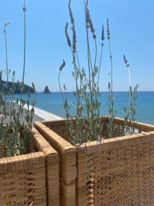 een rieten mand met planten naast de oceaan bij Nereides Apartments in Agios Gordios