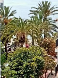 a group of palm trees and bushes in a city at Beach Apartments Old Town in Estepona