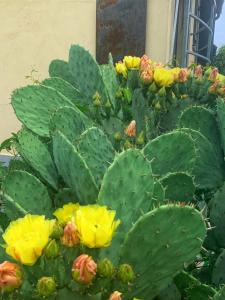 a green and yellow cactus with yellow flowers on it at Ca' degli Ovi in Valenza