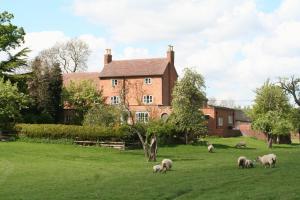 um grupo de ovinos pastando em um campo em frente a uma casa em Ingon Bank Farm Bed And Breakfast em Stratford-upon-Avon