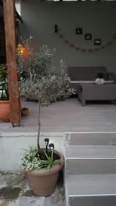Um jardim em Alkistis House