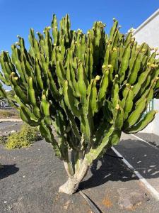 Fotografie z fotogalerie ubytování Apartamento Amura en Playa de Las Cucharas v destinaci Costa Teguise