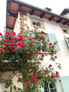 Une bande de roses rouges poussant sur le côté d'un bâtiment dans l'établissement The Rooster Apartments, à Kojsko