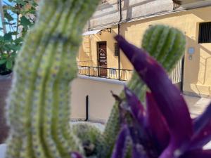 a close up of a cactus in front of a building at Il Vicoletto - Tassitani Vacanze in Corigliano Calabro