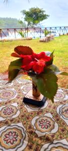 un jarrón con una flor roja en una mesa en Gombela Ecolodge and Farming en São Tomé