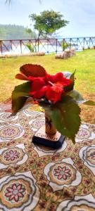 a vase with a red flower on a table at Gombela Ecolodge and Farming in São Tomé