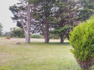 Un perro acostado en un campo con árboles en Holiday Home Les mielles by Interhome, en Denneville-Plage