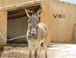Animales en the country house o alrededores
