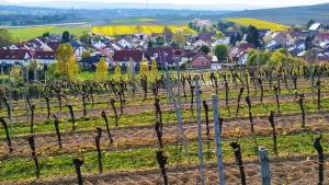 a vineyard with a village in the background at Gästehaus Maurer in Gau-Weinheim