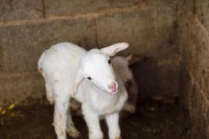 Animales en the country house o alrededores