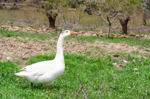 Animales en the country house o alrededores