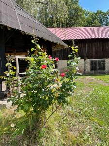 a bush with red roses in front of a barn at Schellnhof Forsthaus am Waldrand in Nidda +53 photos
