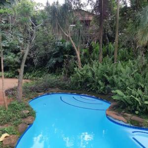 a blue pool in a garden with trees at Jackalberry Cottage in Lobamba