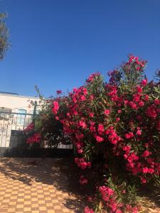 Souira GuedimaにあるDar SAADA maison de sylvieの塀の上に飾られたピンクの花束