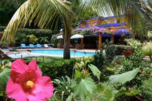 a garden with a pink flower and a swimming pool at CasaGrande Posada Ejecutiva in Cuernavaca