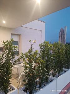 A garden outside Casa Vedruccio