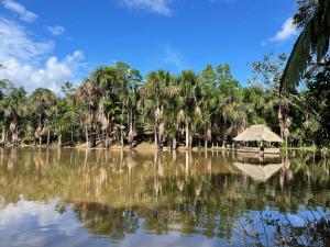 a view of a lake with palm trees and a hut at Camu camu jungle villa on Aguajale lake - supboard&vinyl in Iquitos