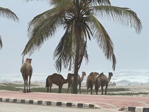a group of horses standing under a palm tree at Lovely Beach Apartment in Salalah