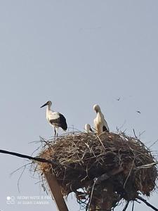 een groep vogels die bovenop een nest zitten bij Angel's Houses in Skala Kallonis