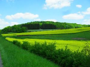 un prato verde con una strada sterrata di Gîte Rarécourt, 3 pièces, 4 personnes - FR-1-585-79 a Rarécourt