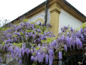 Un mazzo di fiori viola sul lato di una casa di Pouso das Glicínias - B&B a Ouro Preto