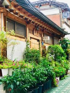 a group of potted plants in front of a building at Yeon Dang Guesthouse in Seoul