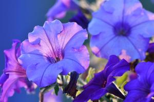 Fotografie z fotogalerie ubytování *** Biezoe *** v destinaci Brakel