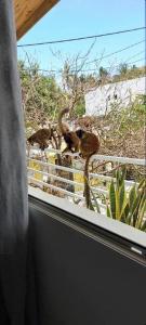 un grupo de monos parados en el alféizar de una ventana en La Vue De Haut- T3 avec vue imprenable sur la mer en Bouéni