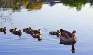 a group of ducks swimming in the water at Indaba Hotel, Spa & Conference Center in Johannesburg