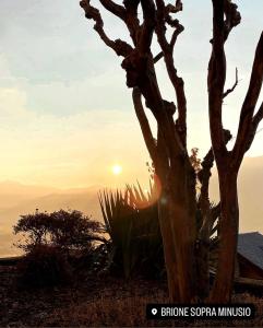 a tree with the sunset in the background at Residenza Valentino in Locarno