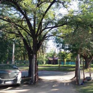 ein Auto, das unter einem großen Baum auf einer Straße parkt in der Unterkunft Santorini Bed en Córdoba in Cordoba