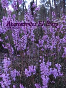 Fotografie z fotogalerie ubytování Apartamentos El Brezo v destinaci Albarracín
