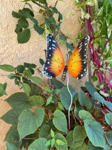 two butterflies sitting on top of a plant at Ona's House in Borsh