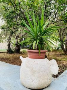 une plante en pot dans un pot assis sur un trottoir dans l'établissement Hacienda Murter, à Murter