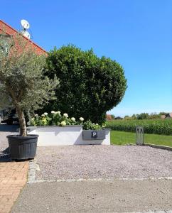 two potted plants in a yard with a tree at Appartement -Villa ROYAL Hélène in Oberlauterbach