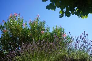 een boom met paarse bloemen voor een blauwe lucht bij La maison des secrets in Bédoin