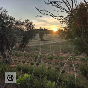 un champ avec le coucher du soleil en arrière-plan dans l'établissement Herdade da Ordem, à Cabeço de Vide