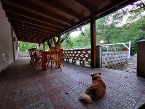Domácí mazlíčci ubytovaní s hosty v ubytování B&B&Beer
