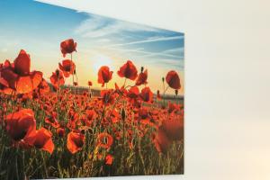 a field of red poppies with the sunset in the background at Apartment Hollenstein in Hollenstein an der Ybbs