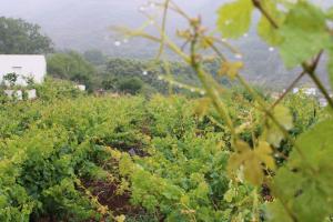 Fotografia z galérie ubytovania Finca El cole v destinácii Las Palmas de Gran Canaria + 37 fotografií