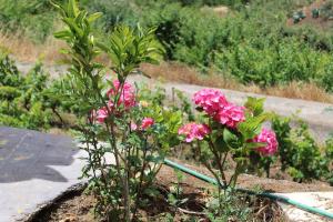 Fotografia z galérie ubytovania Finca El cole v destinácii Las Palmas de Gran Canaria