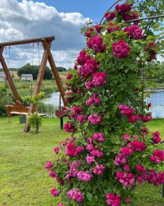 um grande arbusto de rosas rosas com um balanço em Villa Lotus em Zhemoytele