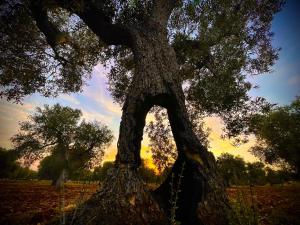 a large oak tree with a chain around it at Antica Masseria in Padresergio