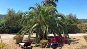 a palm tree and chairs in a yard at Villetta I Due Pini in Capoliveri