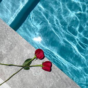 a red rose on the ground next to a pool at Rosalina Ocean Park in San Juan
