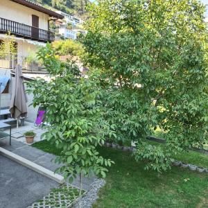 ein kleiner Baum in einem Hof neben einem Gebäude in der Unterkunft Appartamento Ticino in Monte Carasso