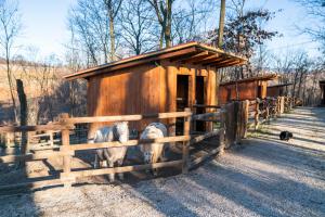 un grupo de animales parados frente a una valla de madera en Tenuta Della Casa Wine & Rooms - La Pausa del Collio, en Cormòns