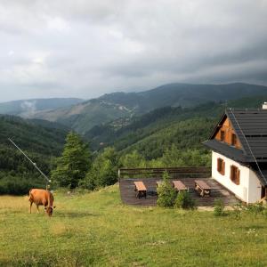 a cow grazing in a field next to a cabin at Chata Marguška - U Fera in Oščadnica